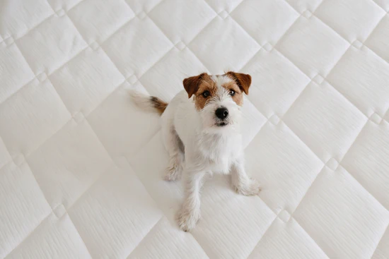 mattress cleaning services in Dubai